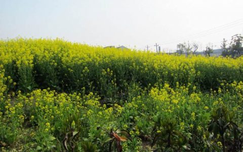 幼兒園季節教案大全（春、夏、秋、冬）